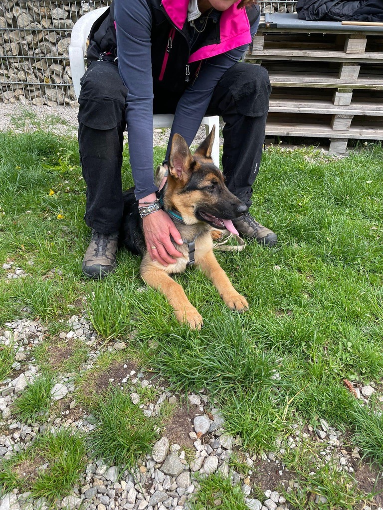 Alltagstraining-Schäferhund-Hundeschule-Aschheim-Feldkirchen