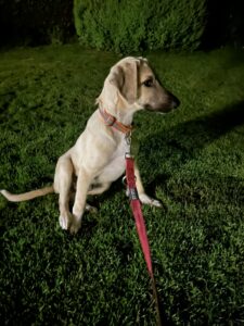 Ankunft-Tierschutzhund