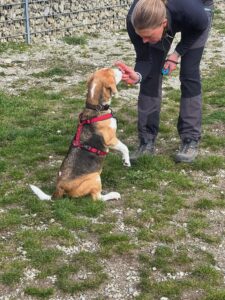 Beagletraining-Tierheim-Hundeschule-Aschheim-Lirchheim