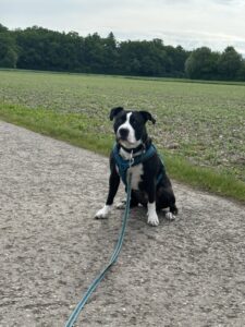 Gassiservice-Amstaff-Hundeschule-Aschheim
