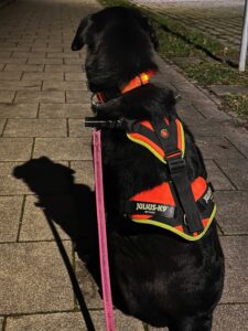 Mantrailing-Nasenarbeit-Hundeschule-Aschheim