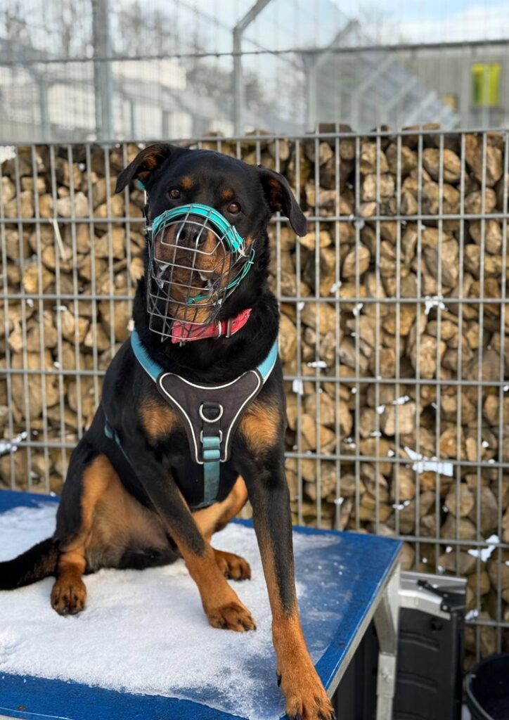 Hundeschule-Aschheim-Rottweiler-Problemverhalten