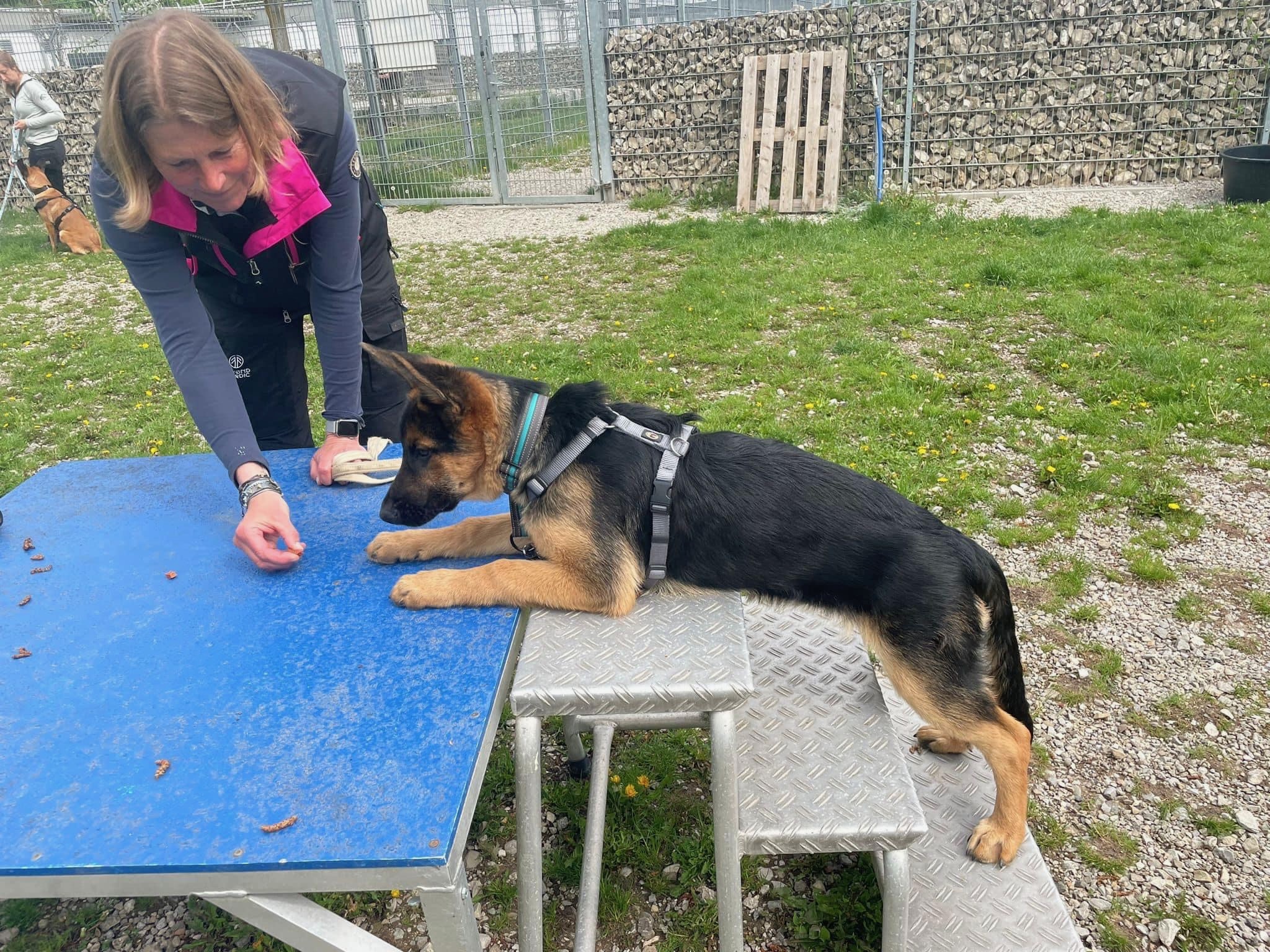 Schäferhund_Grundausbildung-Hundeschule-Aschheim