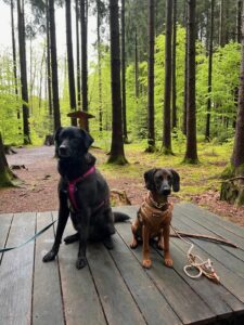 Socialwalk-Bergtierpark-Blindham